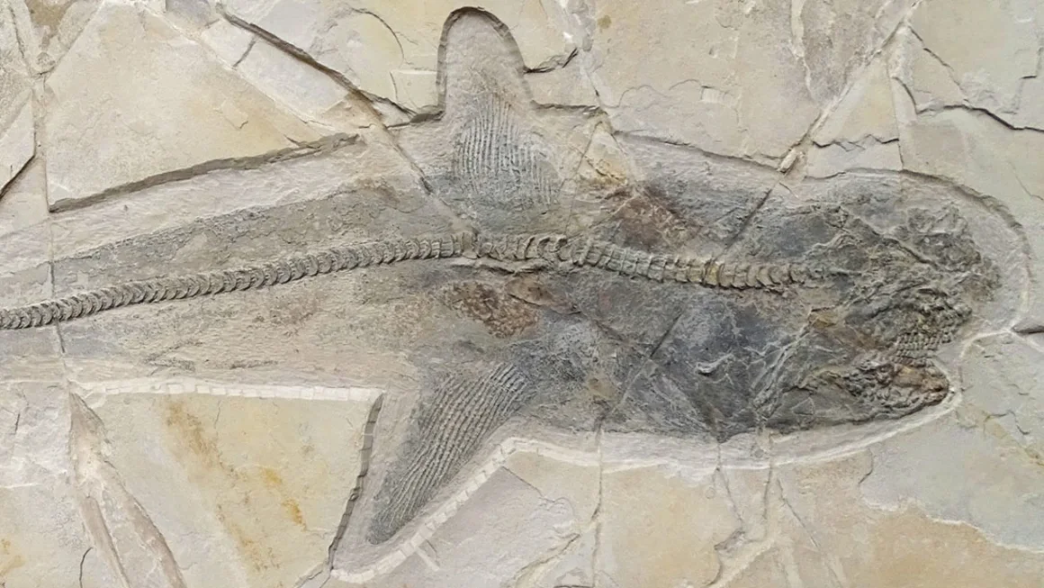 Ancient Shark Fossil Solves Centuries-Old Mystery