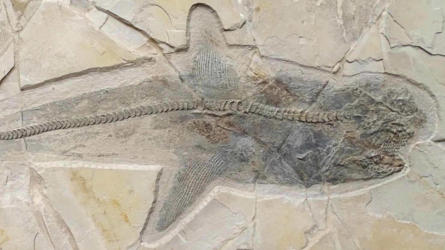 A fossil revealing the complete side view of the ancient shark Ptychodus, with almost all skeletal elements, was uncovered in Mexico.