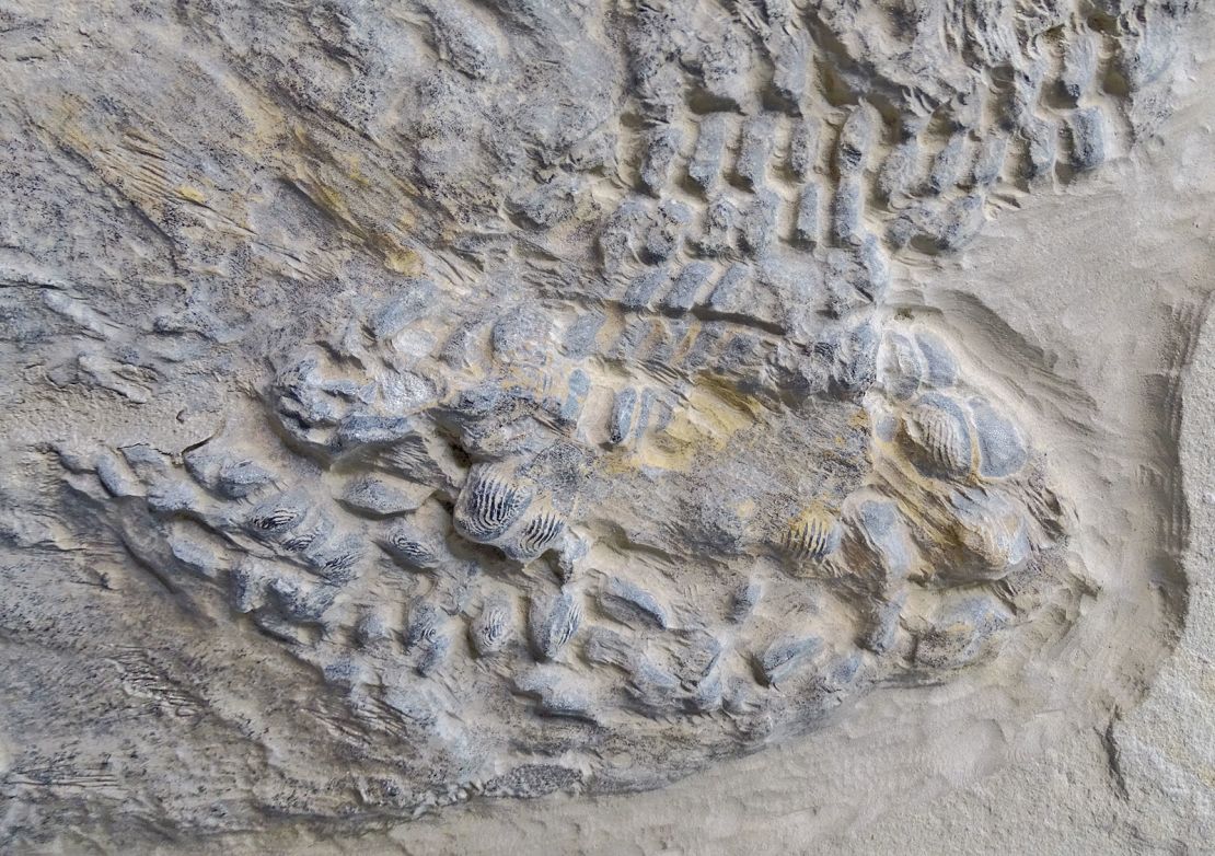 A close-up on the teeth of the complete specimen from Nuevo León.