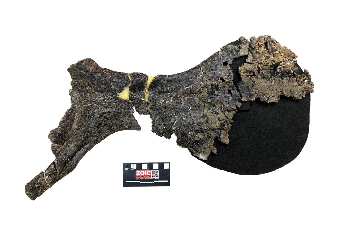 The dinosaur's large pubic hip bone revealed it was a previously unknown species.