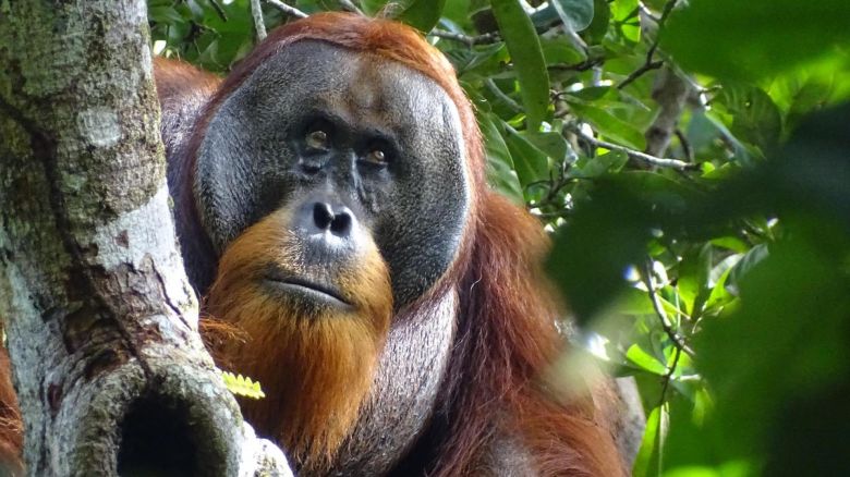  Active self‑treatment of a facial wound with a biologically active plant by a male Sumatran orangutan.