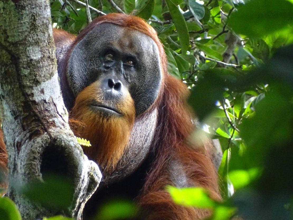 The male Sumatran orangutan treated a facial wound by chewing leaves from a climbing plant and repeatedly applying the juice to it, according to scientists.