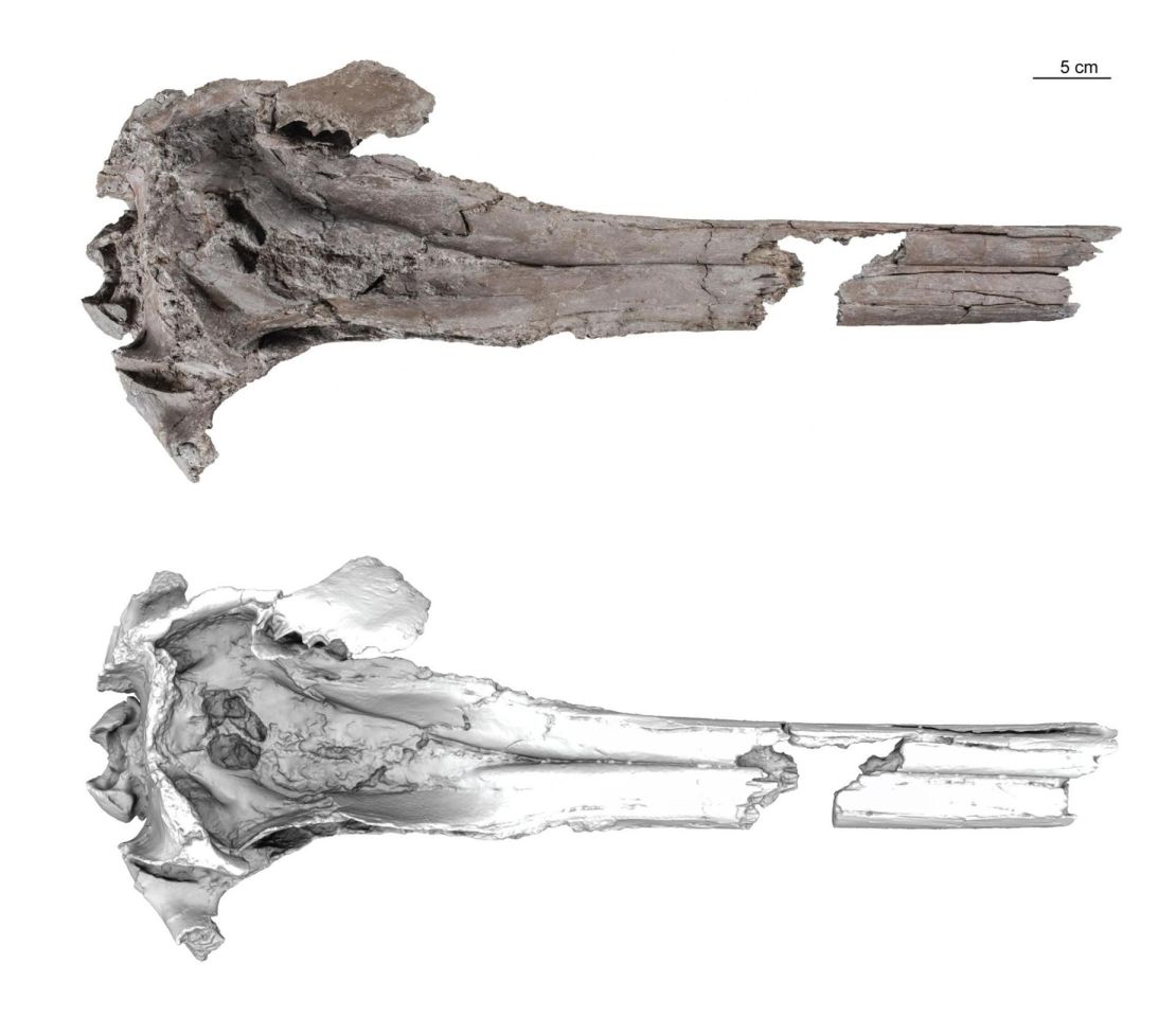 Type specimen (holotype) of Pebanista yacuruna, including a photo of the specimen and a surface 3D model in dorsal view.