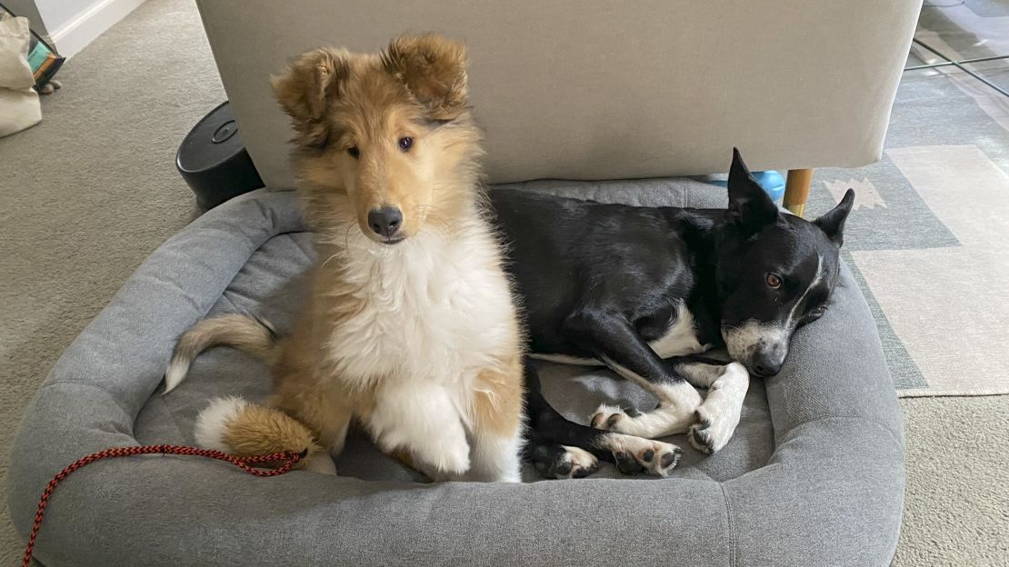 puppy-starter-pack-dashi-cnnu-25.jpg
