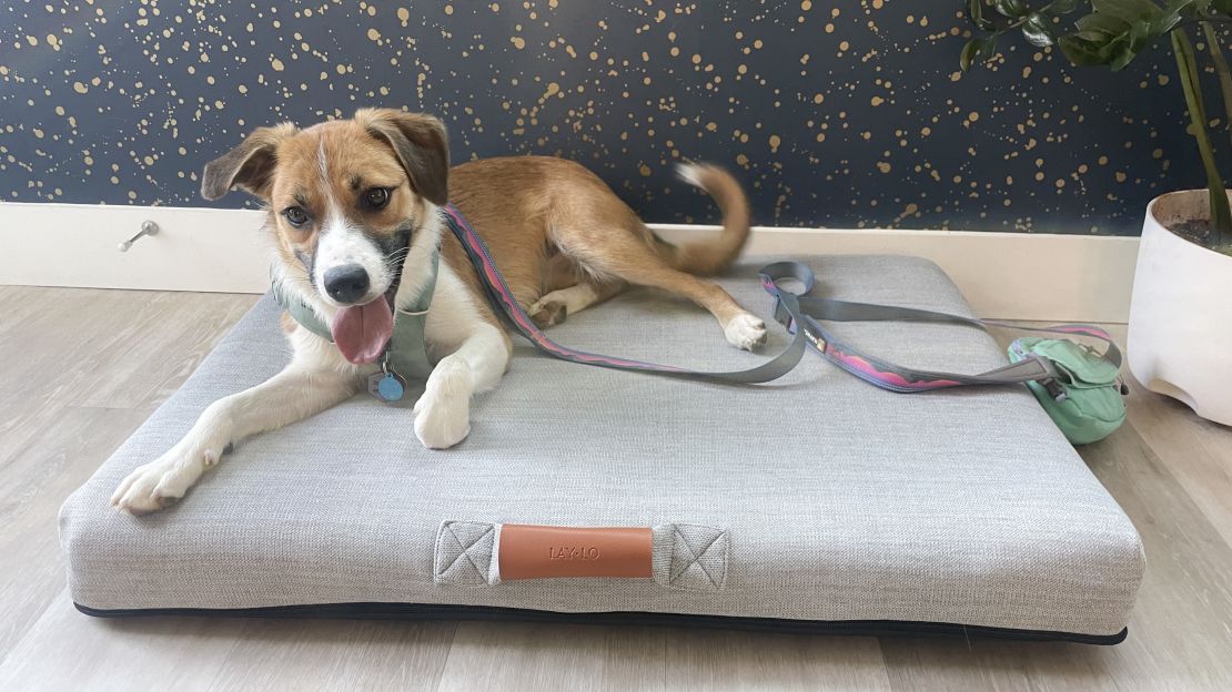 puppy-starter-pack-imogene-cnnu-3.jpg