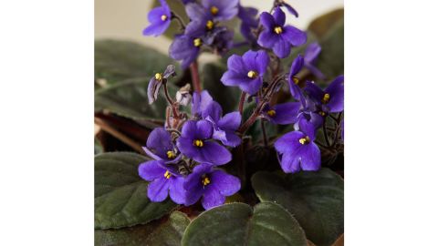 PurpleAfricanViolet