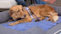 Lost dog returns home after 100-mile journey