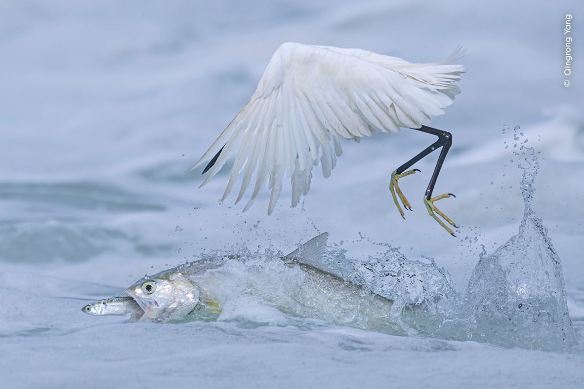 Qingrong Yang won the Behaviour: Birds category with this shot of a ladyfish eating a small fish from under the nose of an egret.
