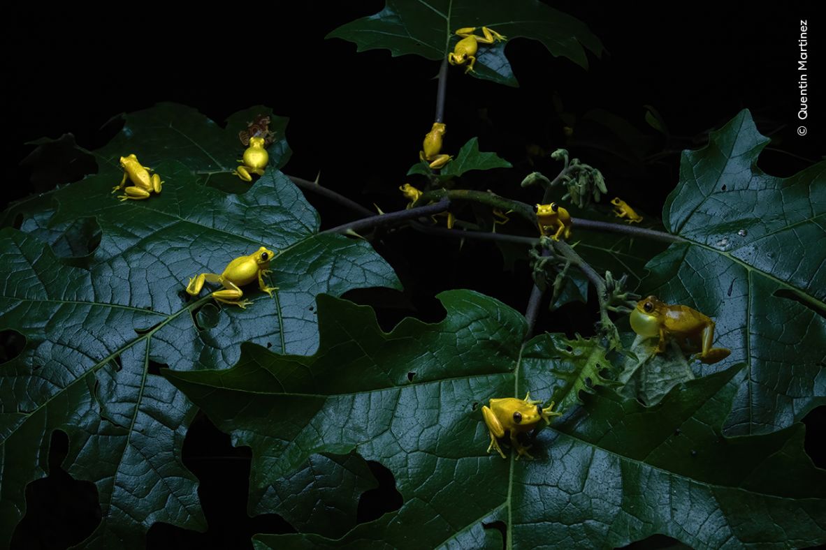 Quentin Martinez won the Behaviour: Amphibians and Reptiles category with this image of a gathering of lesser tree frogs.