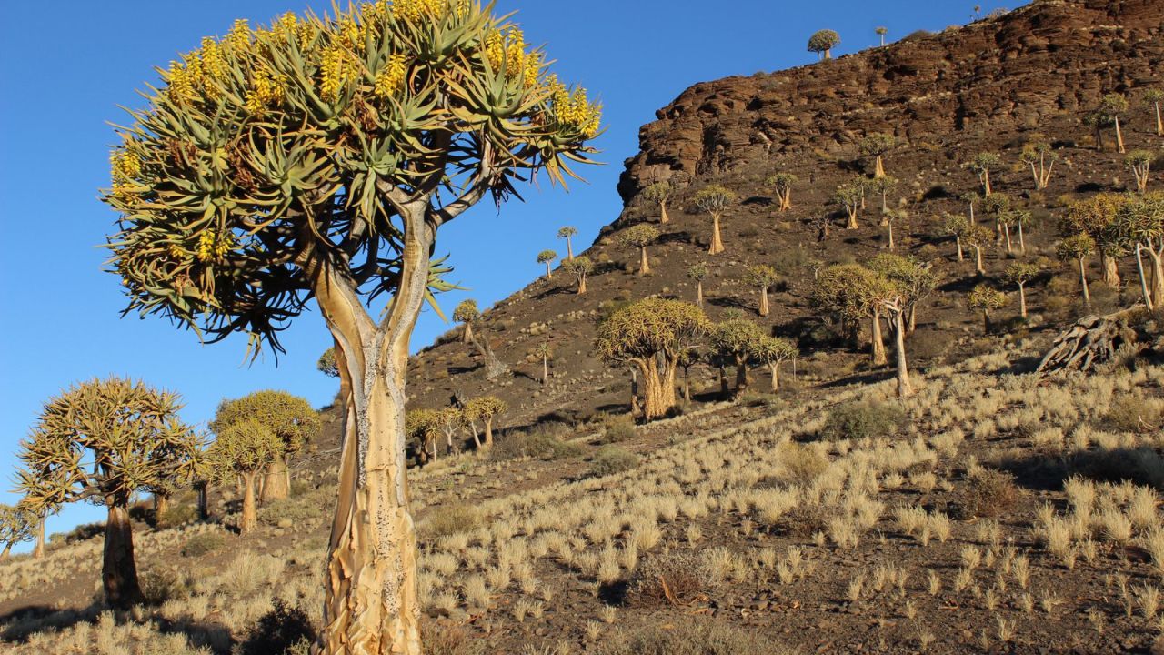 Nieuwoudtville is home to the southern hemisphere's largest Quiver tree forest.