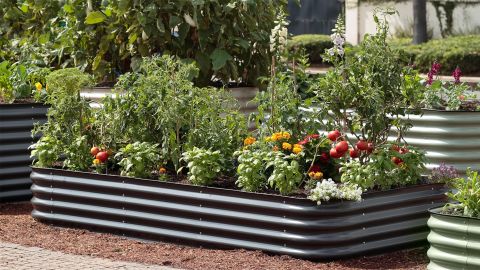 raised garden beds lead cnnu.jpg