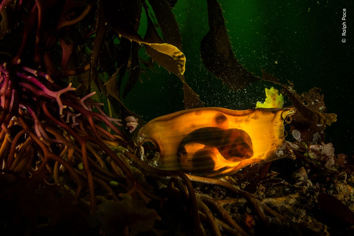 Ralph Pace took this photograph of the egg case of a swell shark tethered to the base of a kelp, which won the Underwater category.