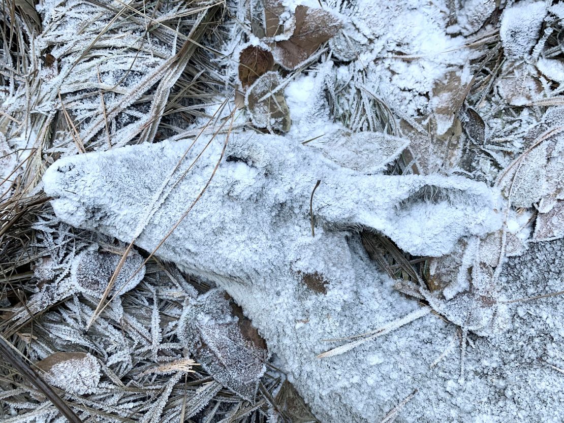 Captured on a smartphone near Susanville, California, this highly commended image taken by Randy Robbins shows a frosted deer on an early winter morning after passing away.