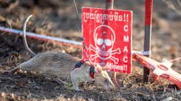 Ronin busca minas terrestres en un campo minado en la provincia de Preah Vihear, Camboya, el 23 de febrero de 2022.