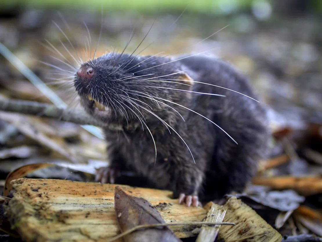 El ratón anfibio pertenece a un grupo de roedores semiacuáticos considerados entre los más raros del mundo.