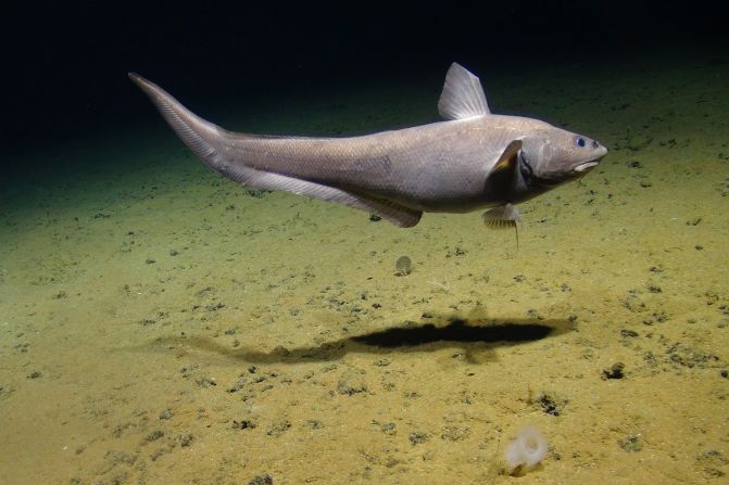 The rattail fish is one of the few vertebrates that can survive at these extreme depths.