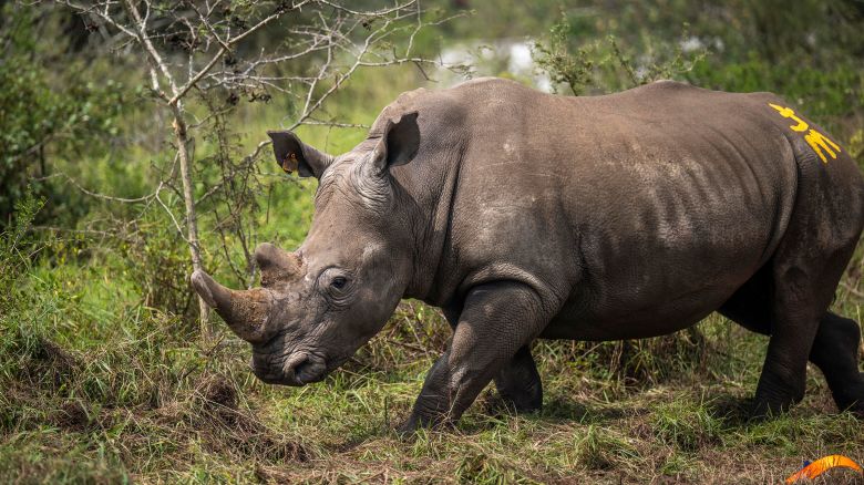 A recently released Southern white rhino in Akagera National Park in Rwanda. 