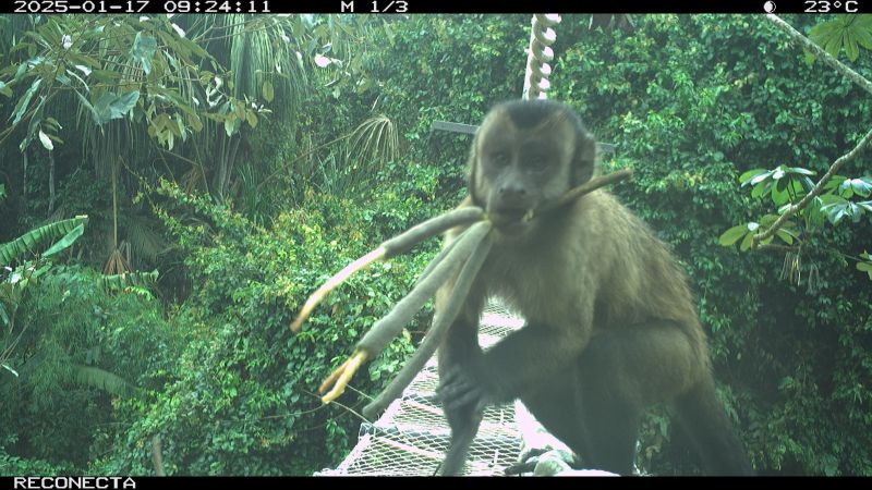 A conservationist is building bridges in the Amazon so monkeys can cross the road