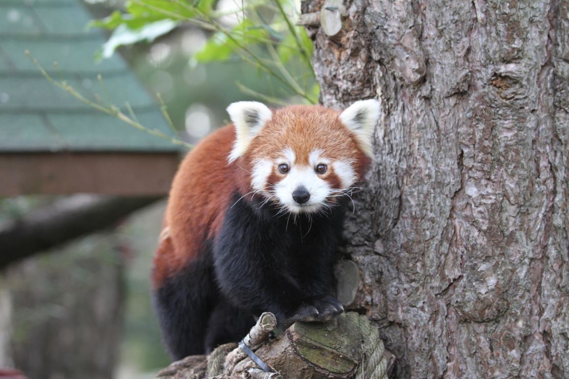 Child crimson panda died after being wired through fireworks, zoo says | The Gentleman Report