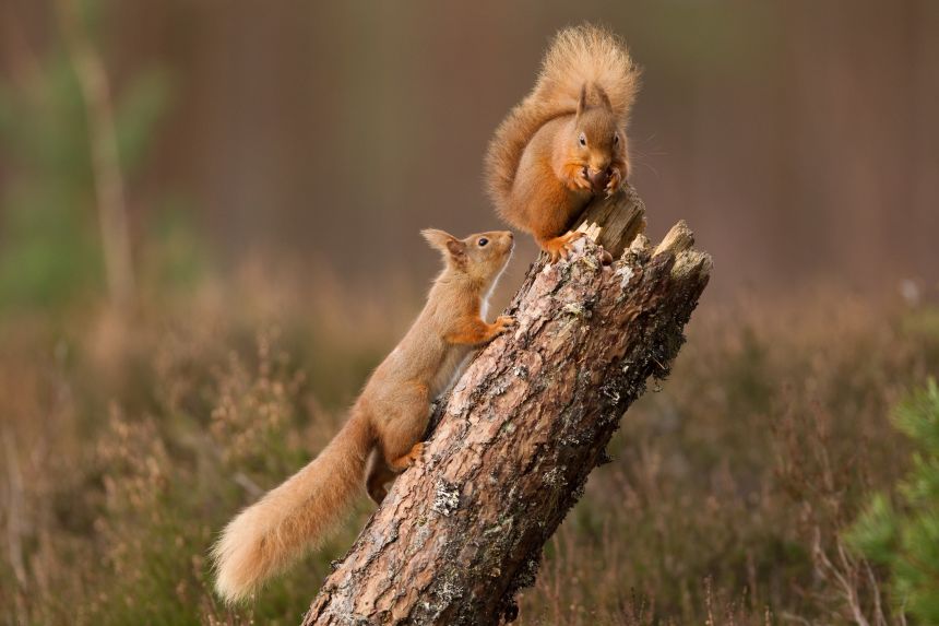 Rothbury Estate is home to the endangered red squirrel.