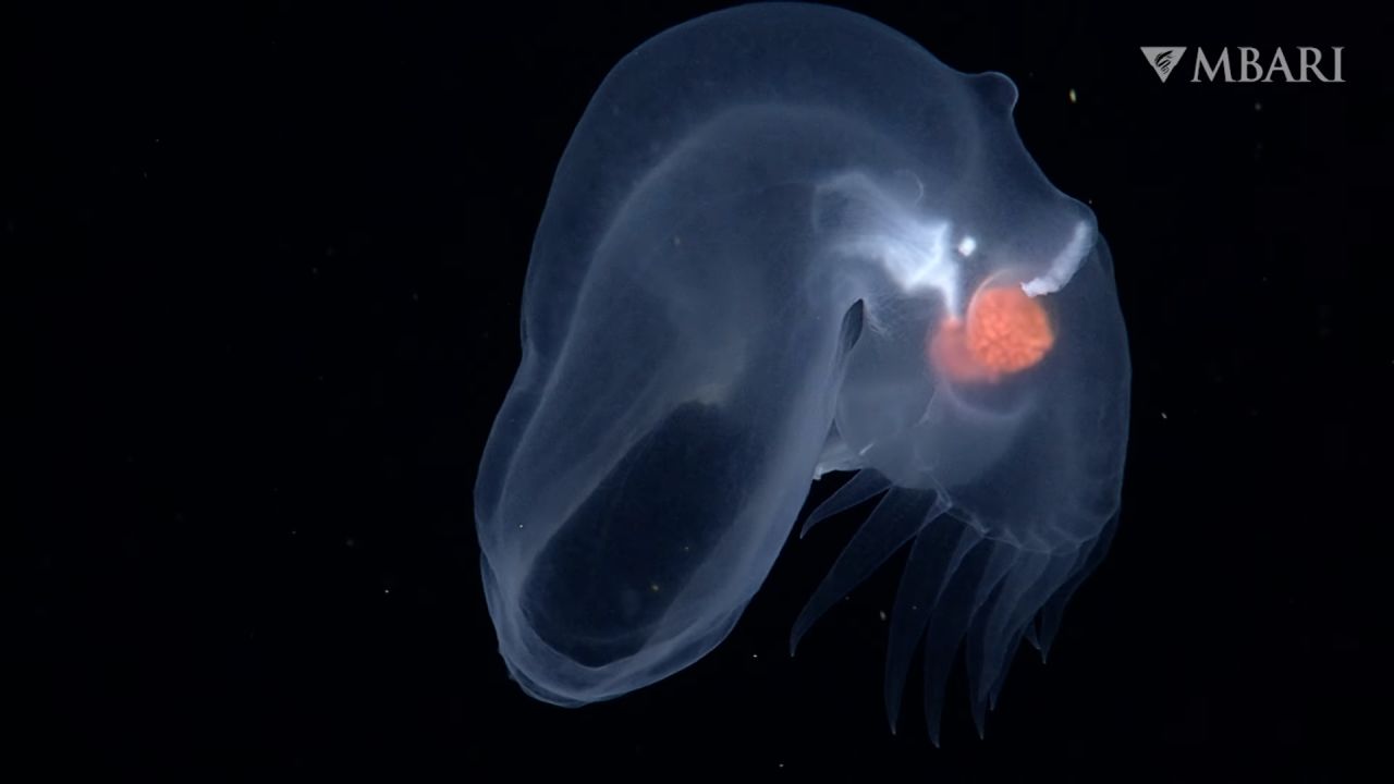 ‘Mystery mollusk’ found in the ocean’s midnight zone is unlike anything researchers have seen before
