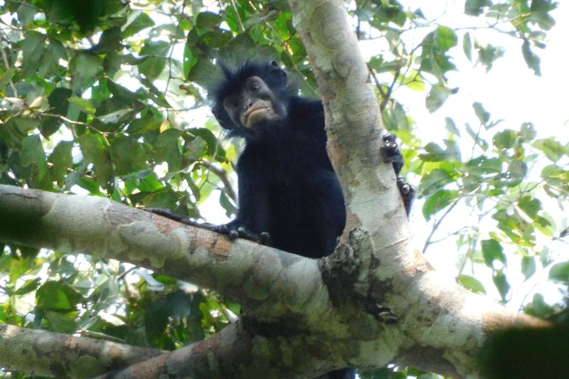Monkey with orange lips identified as newfound species | CNN