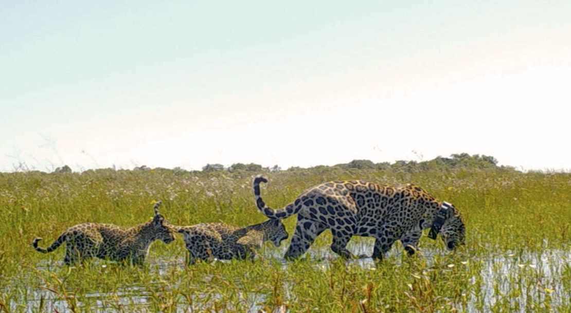 Dos cachorros y su madre exploran los Esteros del Iberá en total libertad.