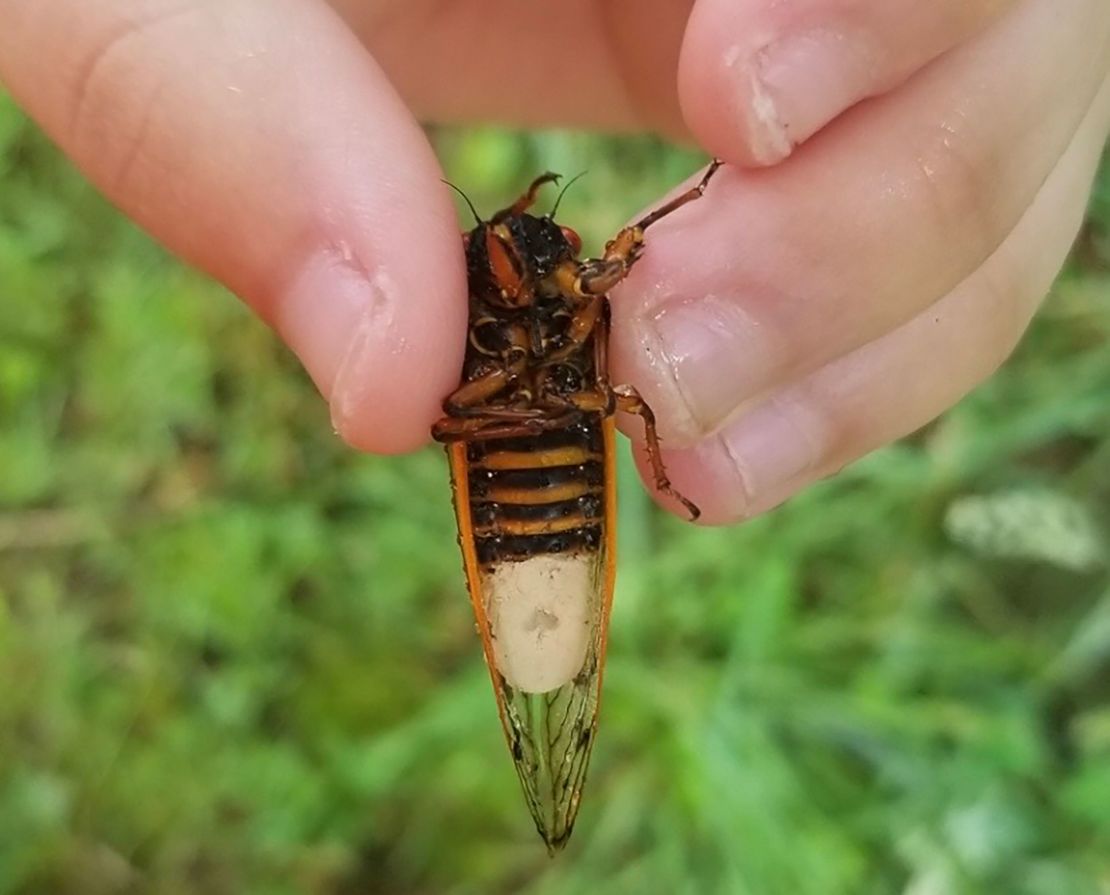 Researchers hold a cicada infected with the fungus Massospora cicadina.