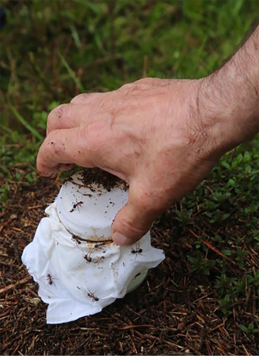 Retrieving ant-fermented milk.
