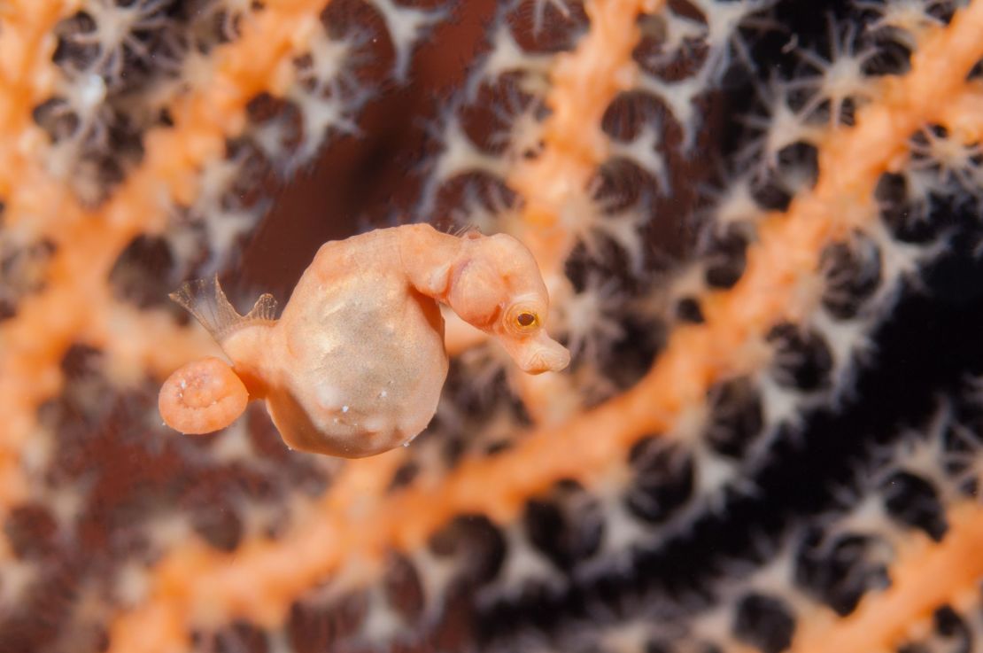 A heavily pregnant male Denise's pygmy seahorse is seen on his way to give birth in the waters off the Indonesian island of Sulawesi.