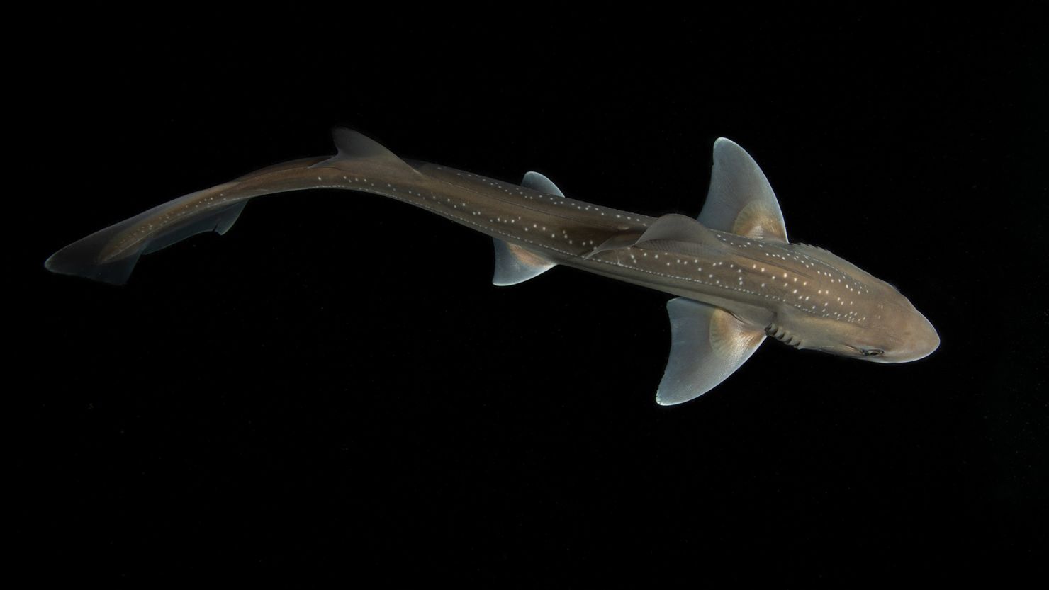 Researchers document a rig shark's vocal capabilities in a University of Auckland experiment conducted between May 2021 and April 2022.