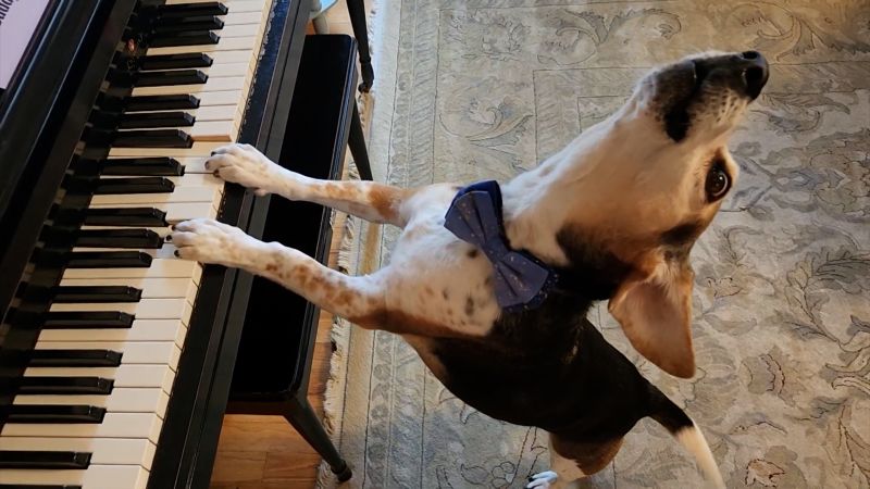 Fans are mourning a singing beagle who went viral