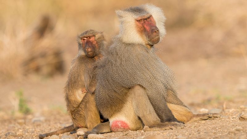 Female mammals live longer than males because of their sexual behavior, study suggests