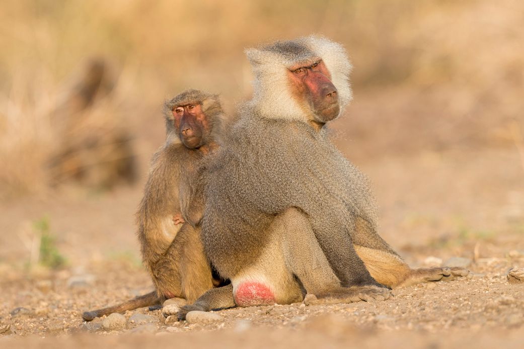 A female hamadryas baboon grooms a dominant male in Awash National Park, Ethiopia.