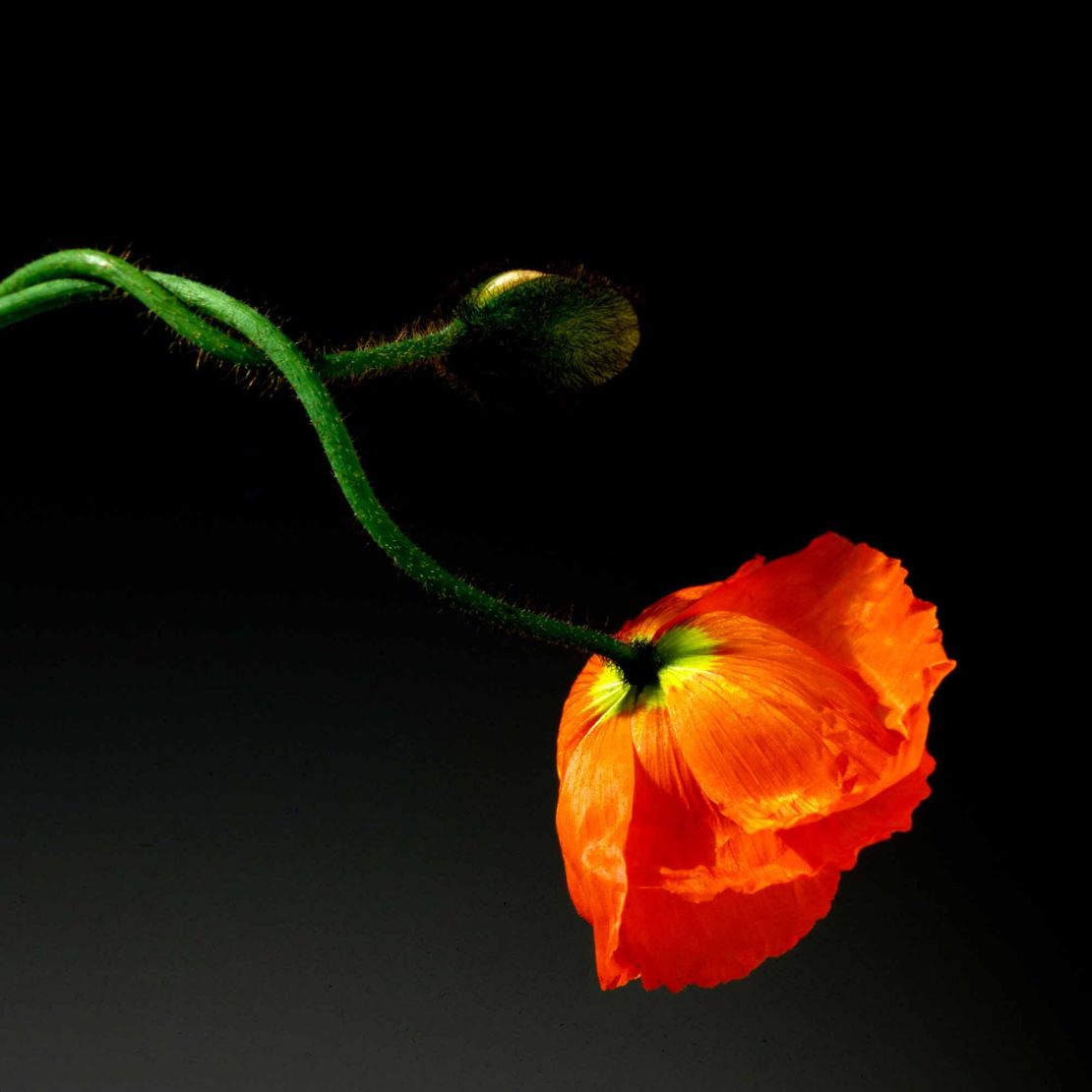 Elton has collected several of Robert Mapplethorpe's works, including "Poppy," 1988.