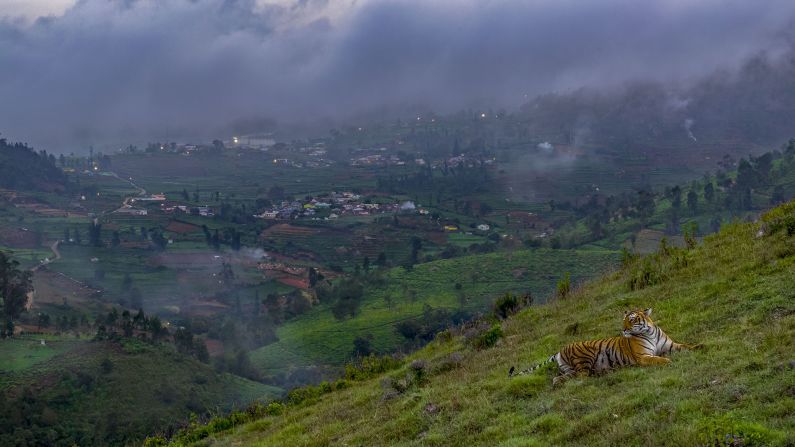 Robin Darius Conz took this photograph of a tiger on a hill in Nilgiris, Tamil Nadu, India.