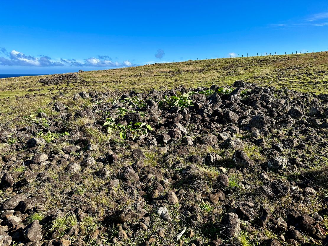 An ancient farming technique known as rock mulching used scattered and pulverized rocks to make the land more productive by adding and sealing in nutrients and moisture.