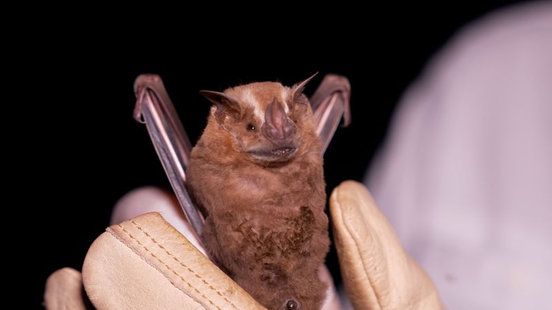 Protecting Mexico’s bats | CNN
