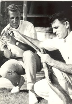 Romulus Whitaker (L) pictured here with mentor Bill Haast (R) at the Miami Serpentarium, where Whitaker learned how to extract venom from a snake.