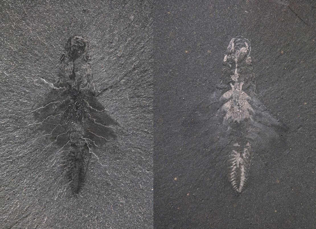 Researchers photographed one fossil under two different lighting conditions. One image (left) emphasizes the shape of the body, while the other image (right) shows reflex signs of the intestine, circulatory system, eyes and nervous system.