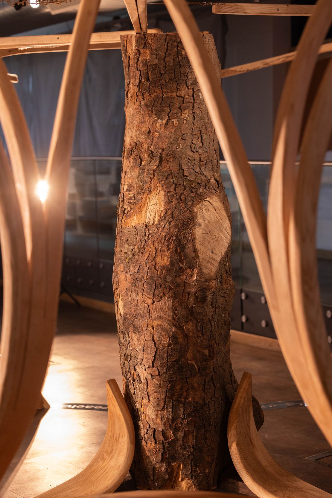 The trunk is surrounded by a wood canopy in the exhibition.