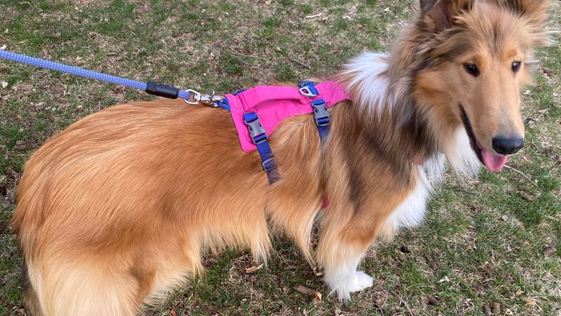 Best harness for sheltie best sale