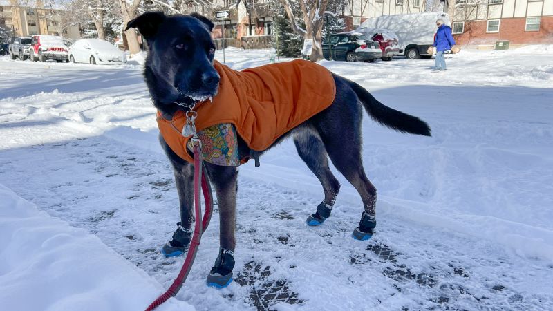 Ruffwear Polar Trex Winter Dog Boots review CNN Underscored