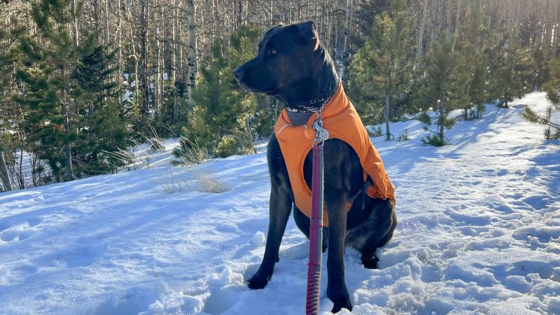 Ruffwear best sale quinzee coat