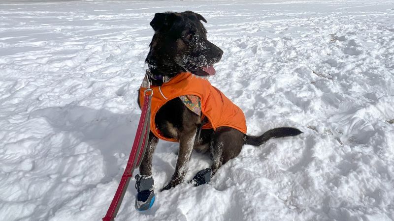 Canada goose clearance dog jacket reviews