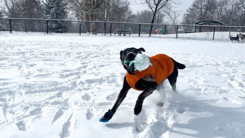 Ruffwear Quinzee Dog Jacket review CNN Underscored