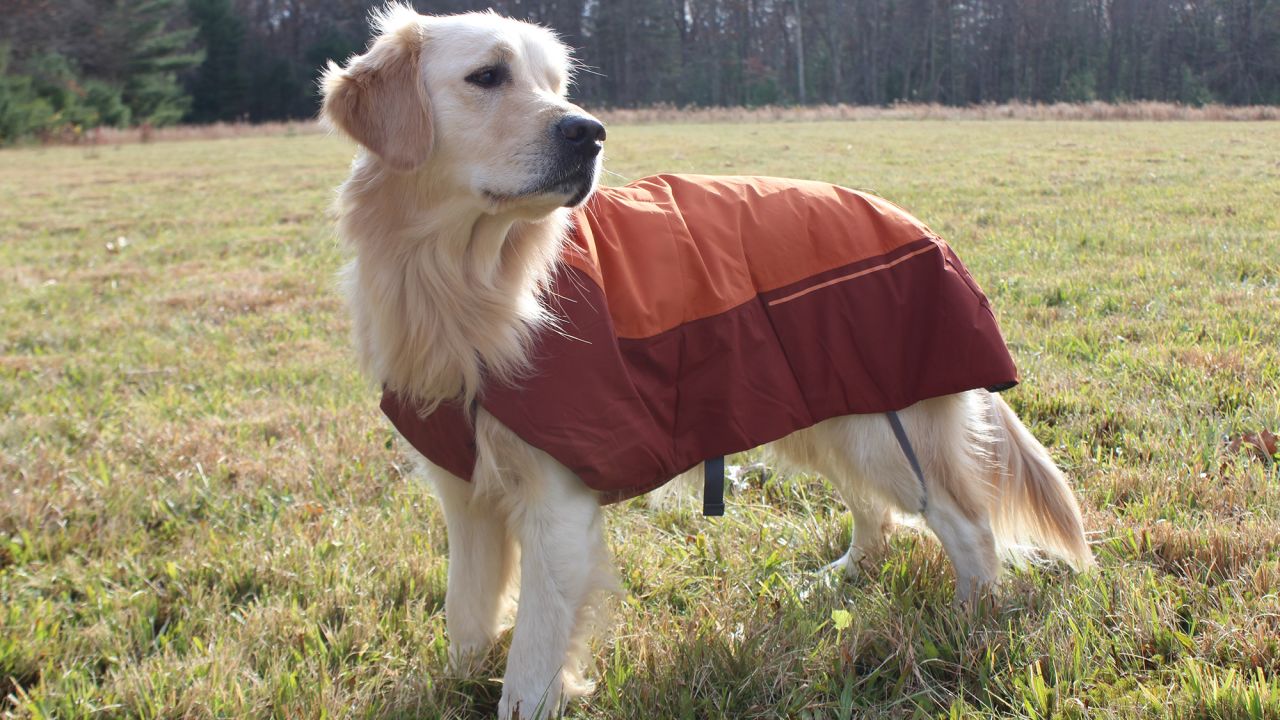 17 best winter coats and jackets for dogs in 2023