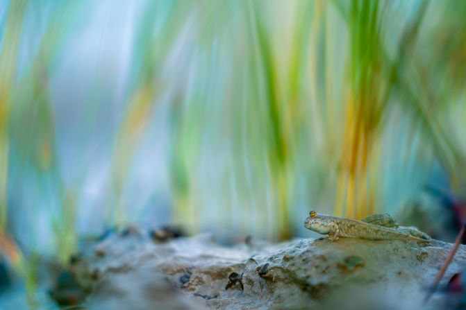 Runner up in the mangroves and wildlife category, Jayanta Guha’s photograph, “Mudskipper in Aurora,” depicts the peculiar species of fish which is found in mangroves and mudflats.