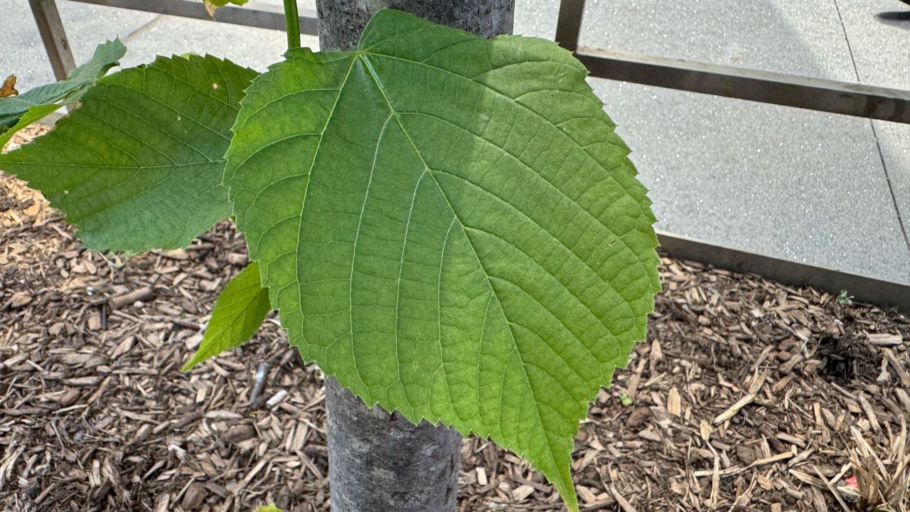 A closeup of a big green leaf 