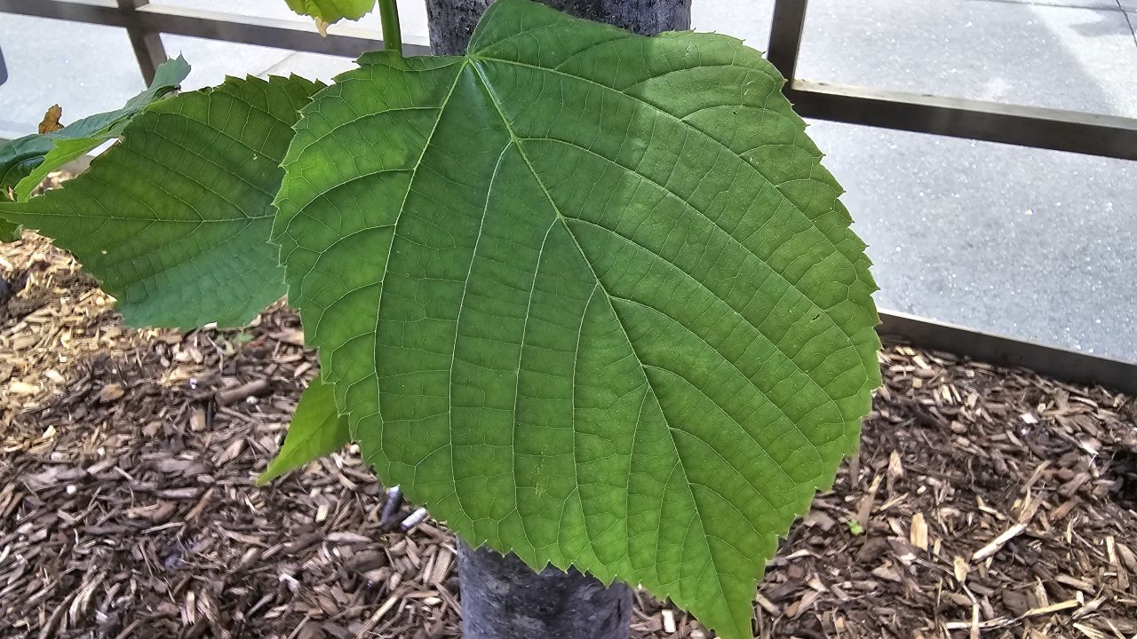 a big green leaf that looks greener and more detailed than in the previous shot